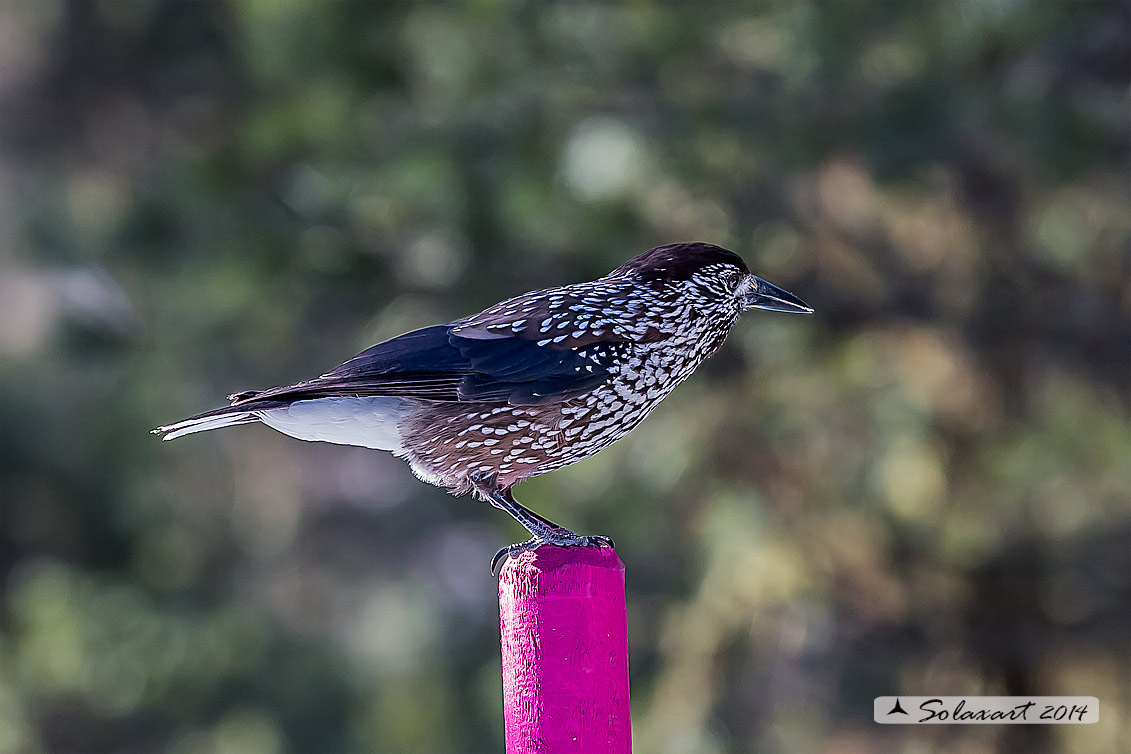 Nucifraga caryocatactes:  Nociolaia ;  Spotted nutcracker