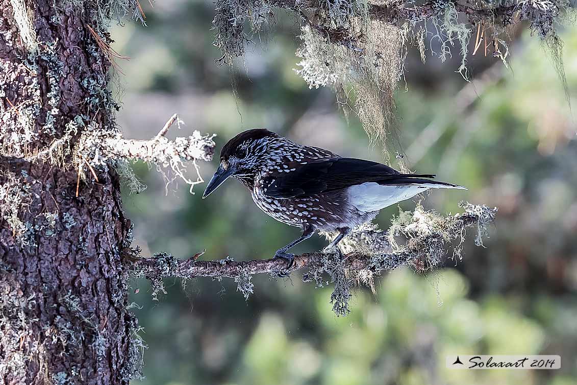 Nucifraga caryocatactes:  Nociolaia ;  Spotted nutcracker