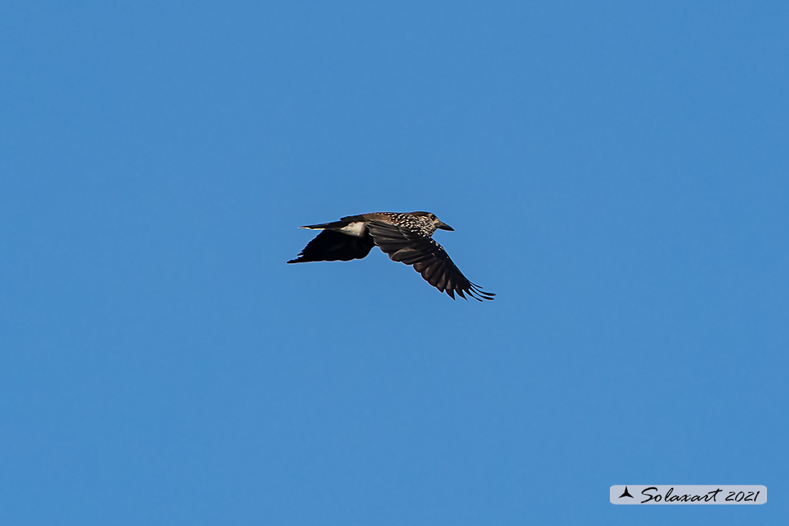 Nucifraga caryocatactes:  Nociolaia ;  Spotted nutcracker