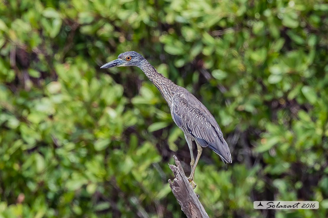 Nycticorax nycticorax hoactli: (immaturo); juvenile