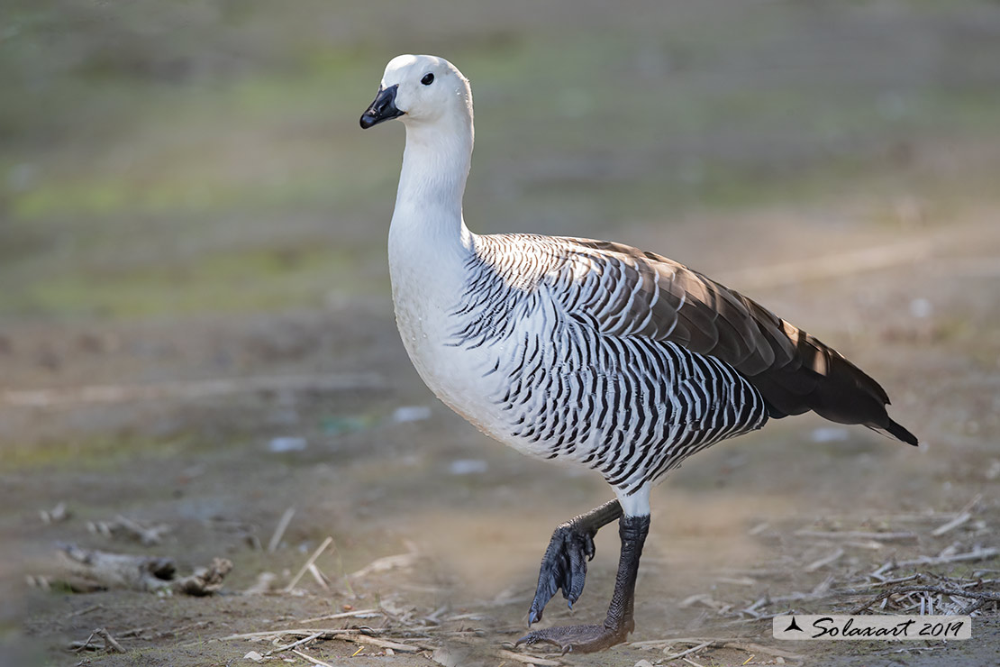 Chloephaga picta - Oca di Magellano - Upland Goose