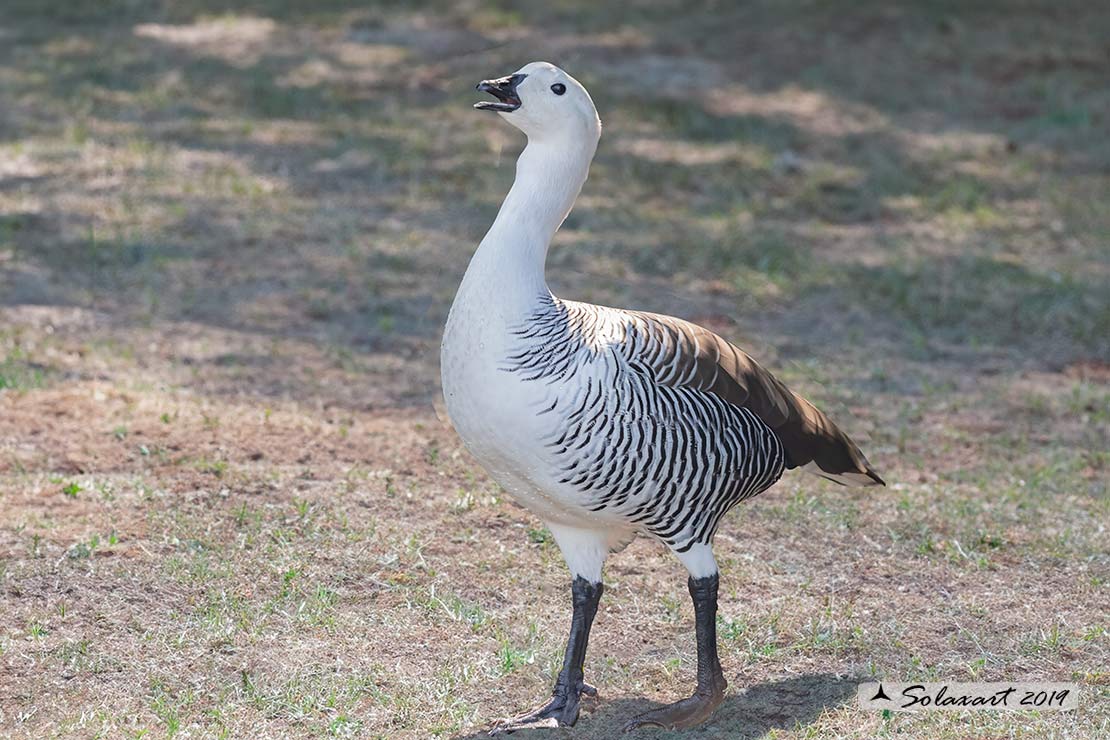 Chloephaga picta - Oca di Magellano - Upland Goose