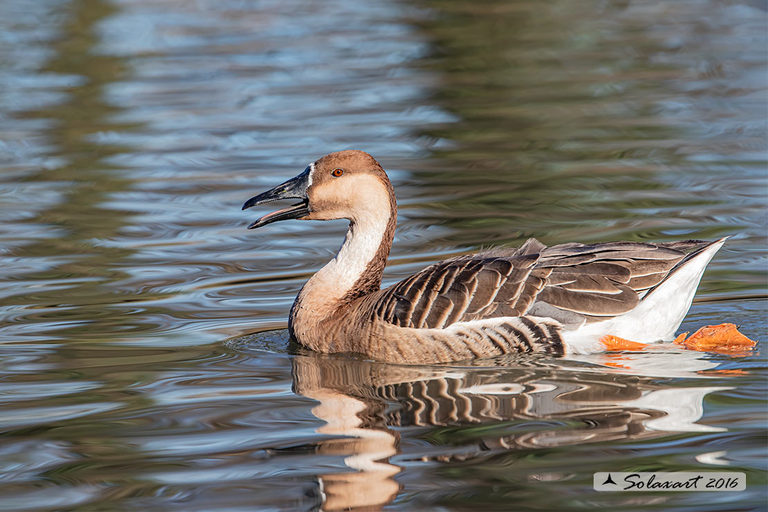 Anser cygnoides - Oca cignoide - Swan Goose