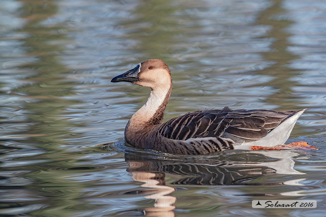 Anser cygnoides - Oca cignoide - Swan Goose