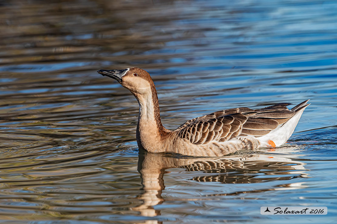 Anser cygnoides - Oca cignoide - Swan Goose