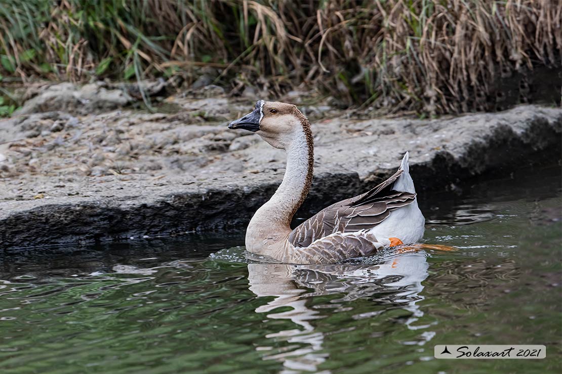Anser cygnoides - Oca cignoide - Swan Goose