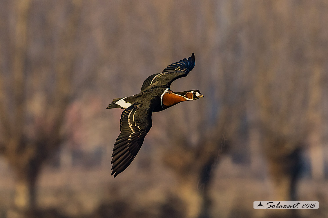 Branta ruficollis: Oca collorosso; Red-breasted goose