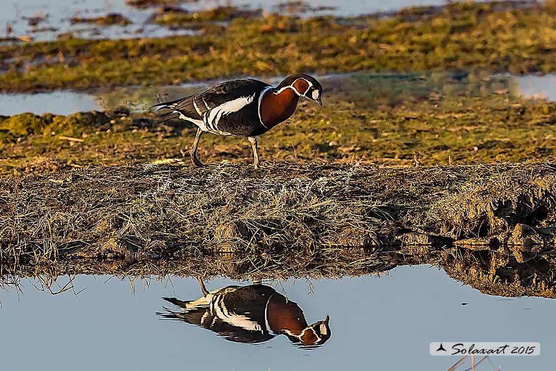 Branta ruficollis: Oca collorosso; Red-breasted goose