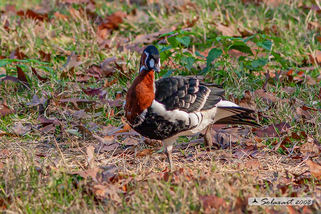 Branta ruficollis: Oca collorosso; Red-breasted goose