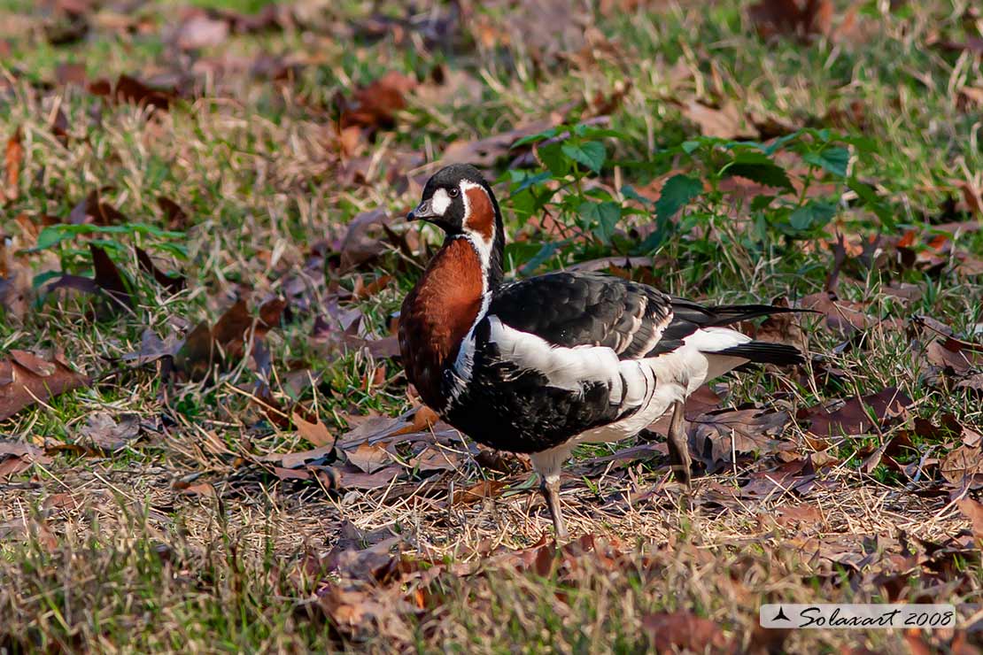 Branta ruficollis: Oca collorosso; Red-breasted goose