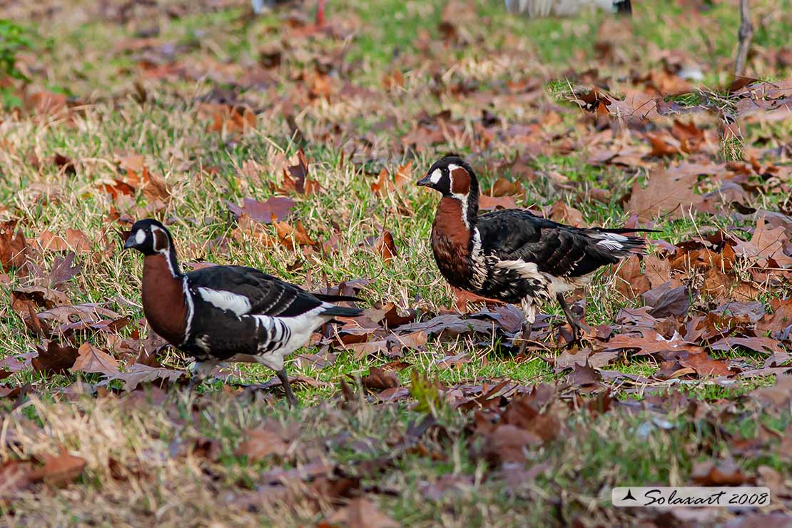 Branta ruficollis: Oca collorosso; Red-breasted goose