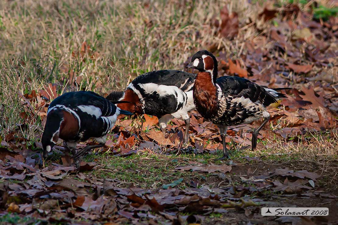 Branta ruficollis: Oca collorosso; Red-breasted goose