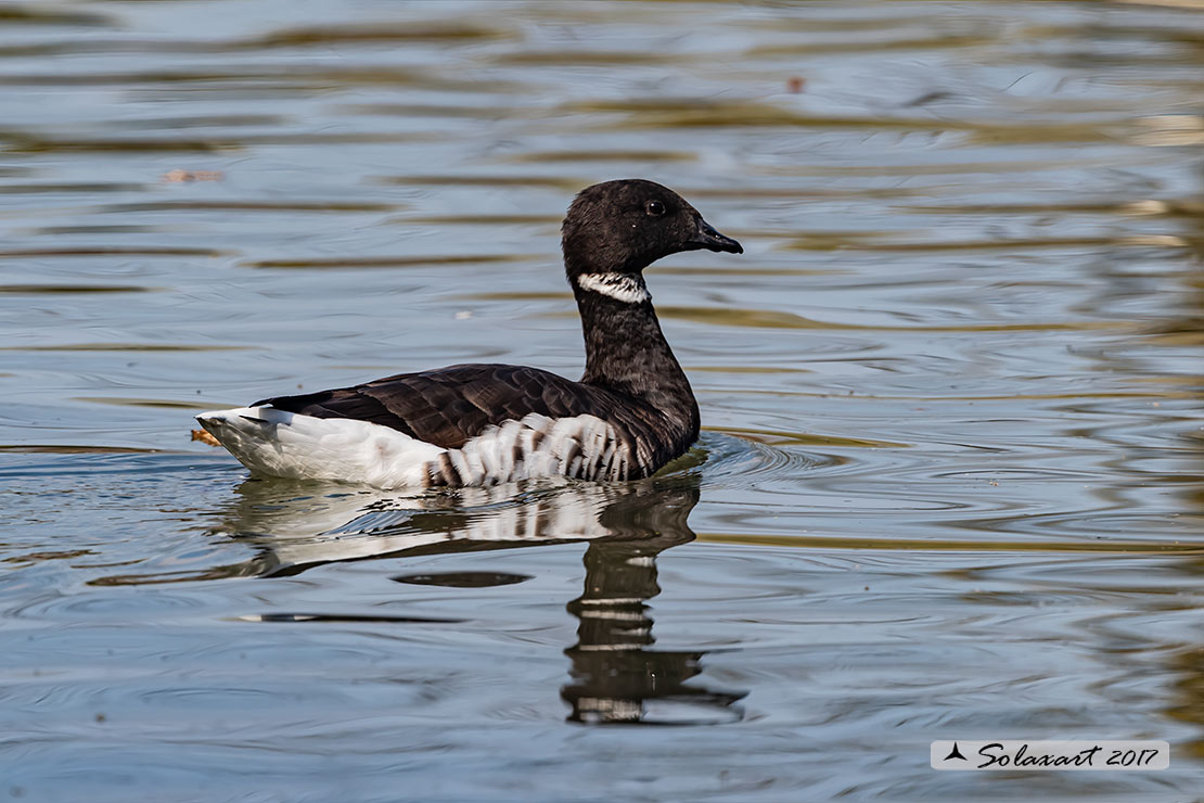 Branta bernicla - Oca colombaccio - Brant or Brent goose