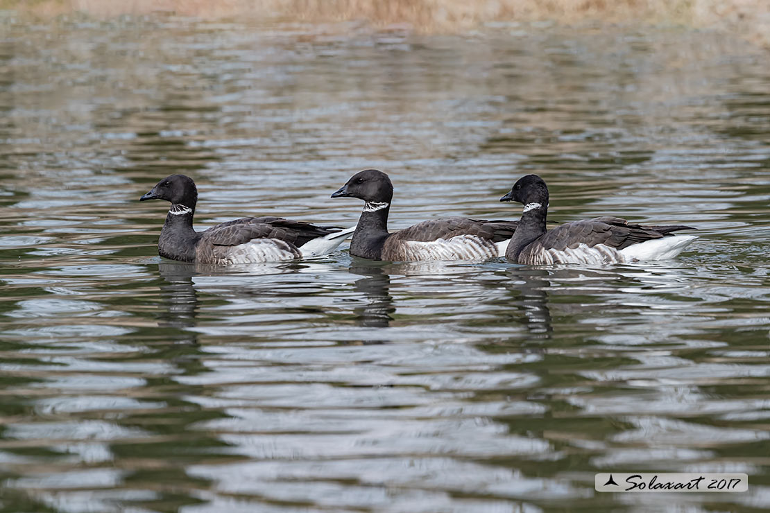 Branta bernicla - Oca colombaccio - Brant or Brent goose