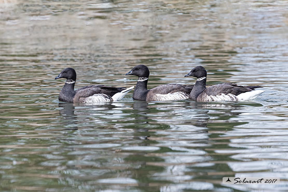 Branta bernicla - Oca colombaccio - Brant or Brent goose