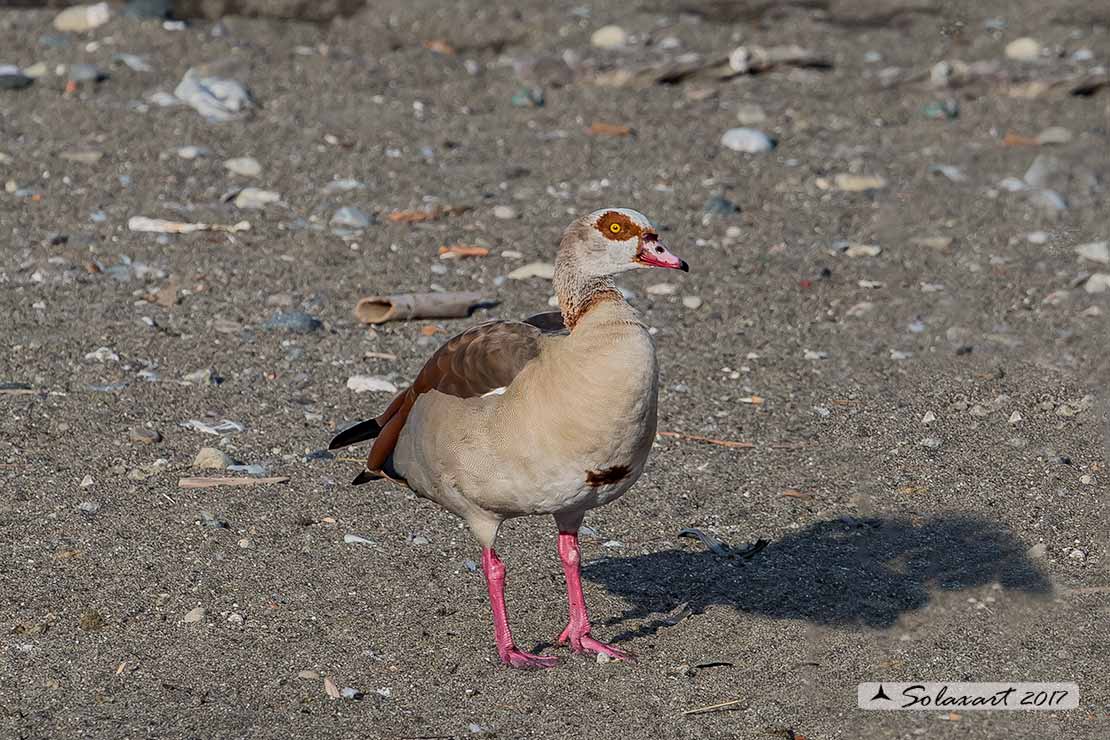 Alopochen aegyptiaca: Oca egiziana; Egyptian goose