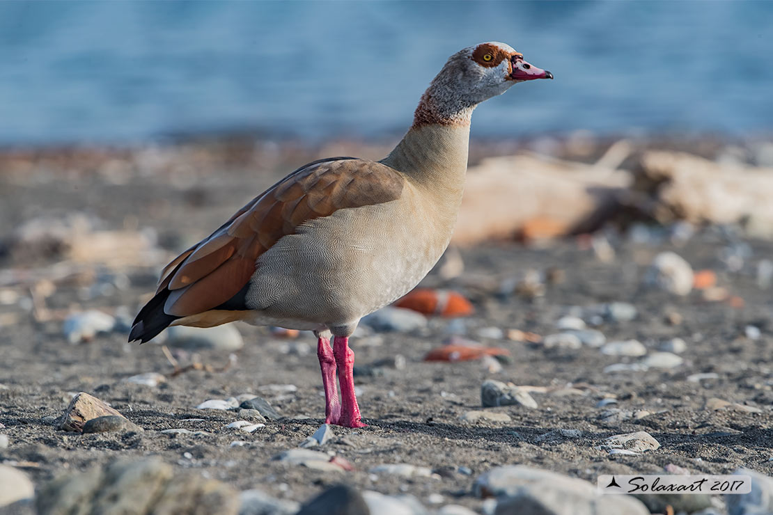 Alopochen aegyptiaca: Oca egiziana; Egyptian goose