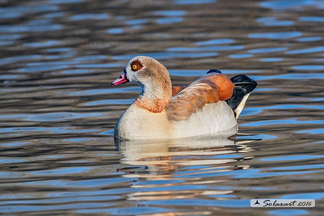 Alopochen aegyptiaca: Oca egiziana; Egyptian goose