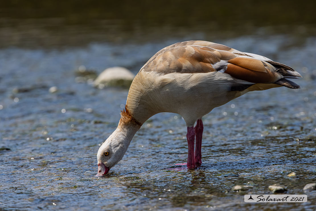 Alopochen aegyptiaca: Oca egiziana; Egyptian goose