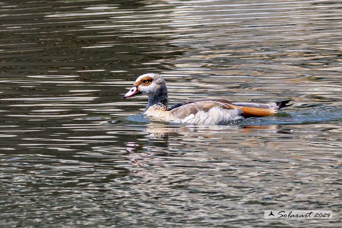 Alopochen aegyptiaca: Oca egiziana; Egyptian goose