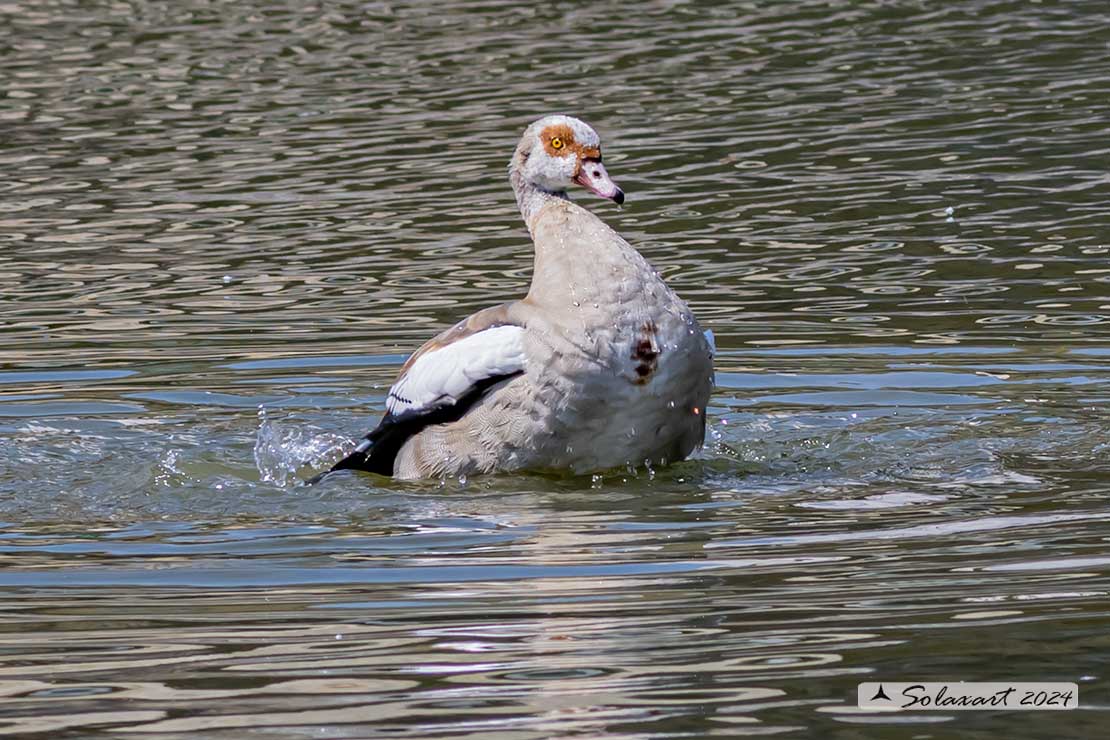 Alopochen aegyptiaca: Oca egiziana; Egyptian goose