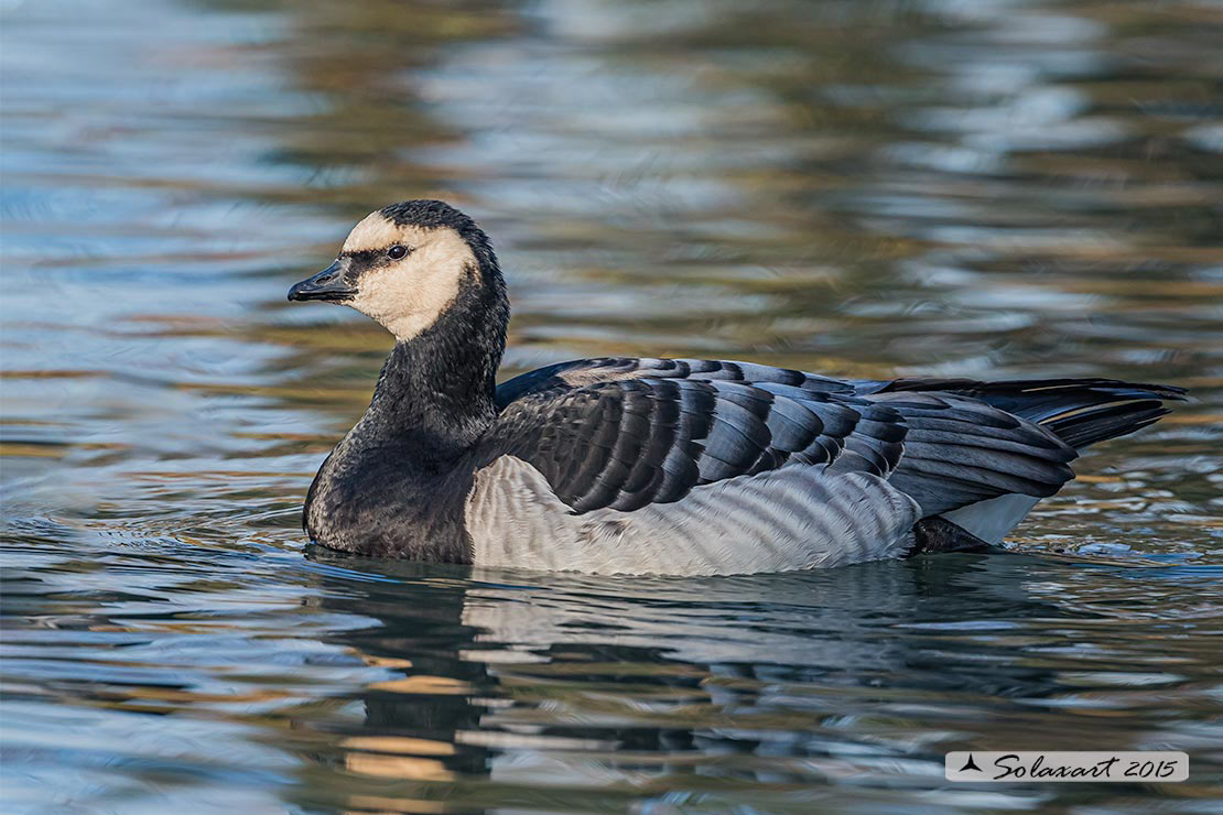 Branta leucopsis - Oca facciabianca - Barnacle goose