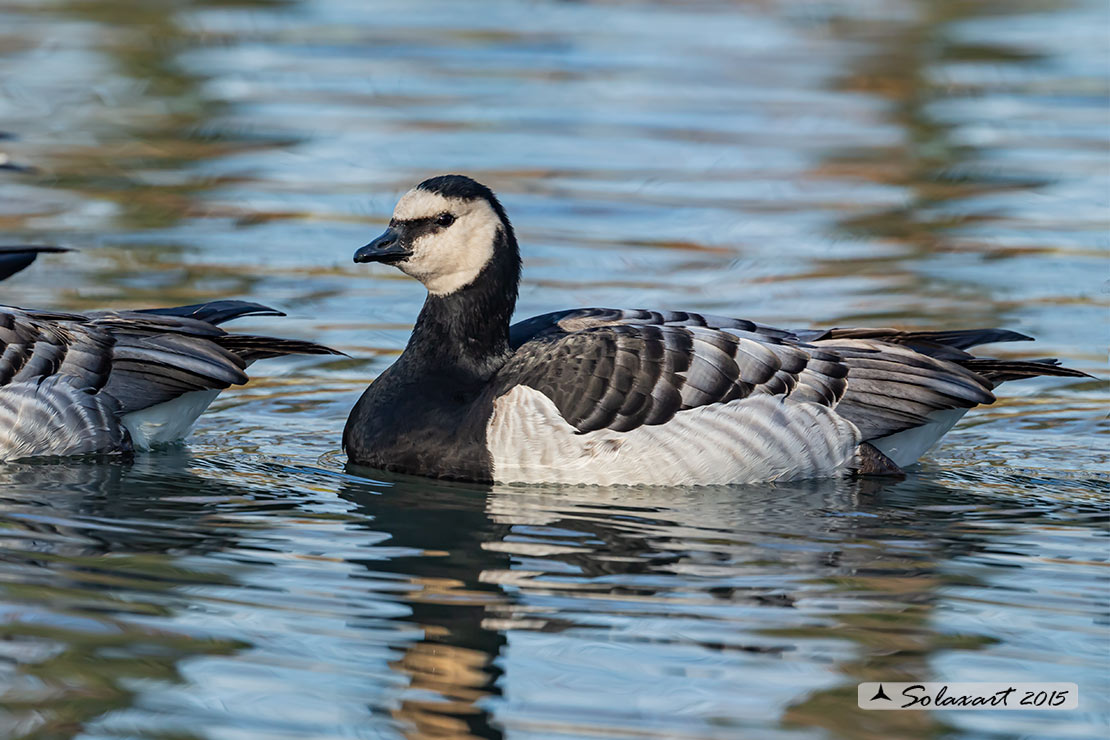 Branta leucopsis - Oca facciabianca - Barnacle goose