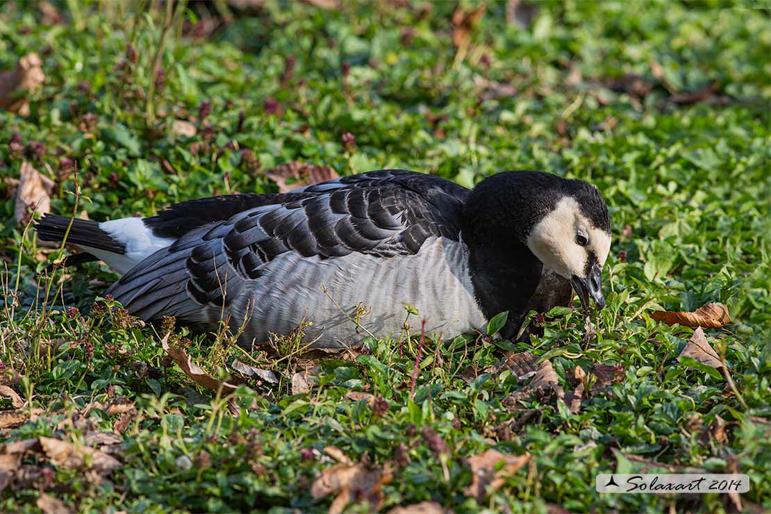 Branta leucopsis - Oca facciabianca - Barnacle goose