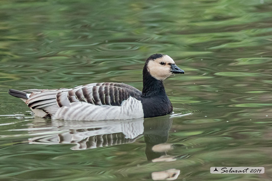 Branta leucopsis - Oca facciabianca - Barnacle goose