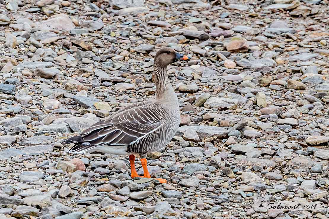 Anser fabalis: Oca granaiola della taiga, Bean Goose