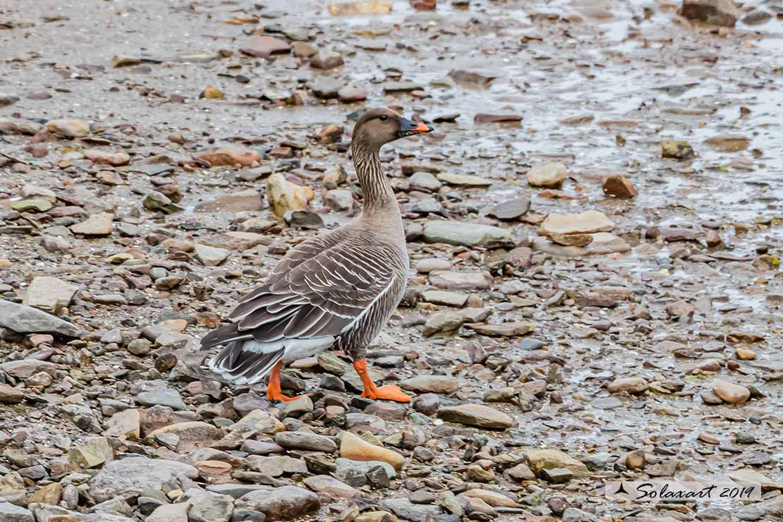 Anser fabalis: Oca granaiola della taiga, Bean Goose