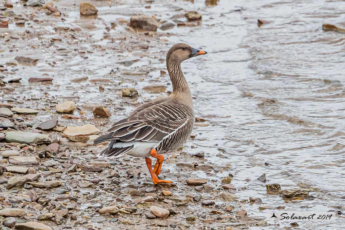 Anser fabalis: Oca granaiola della taiga, Bean Goose