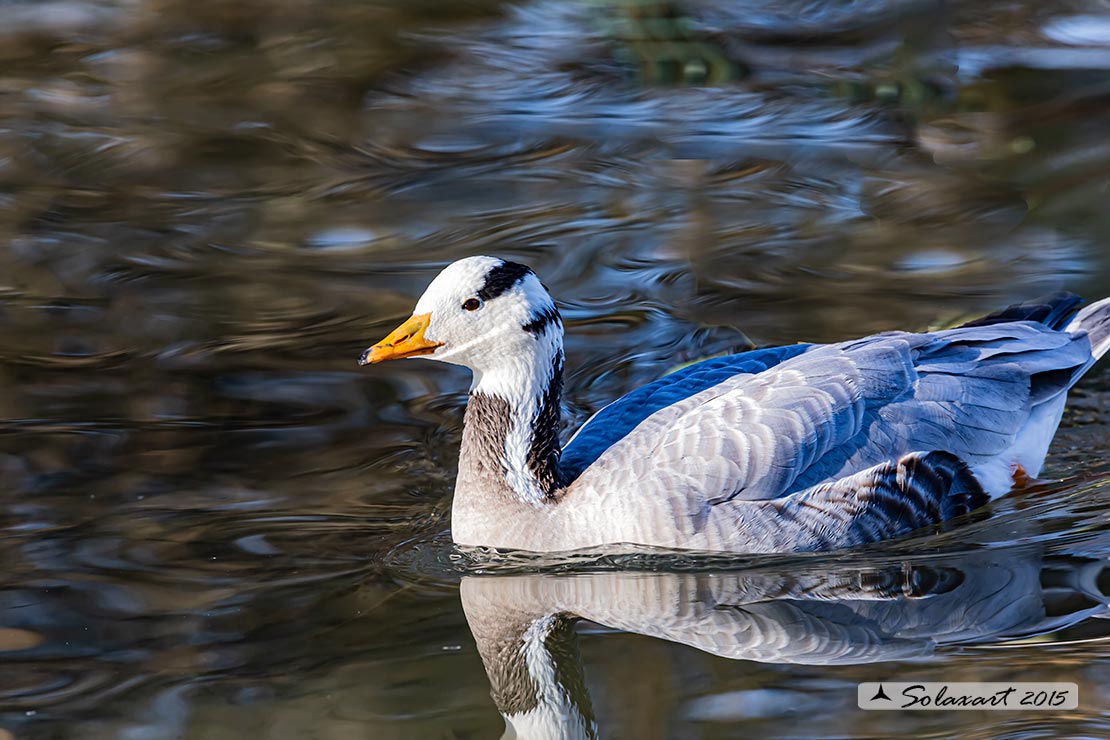 Anser indicus: Oca indiana; Bar-headed goose