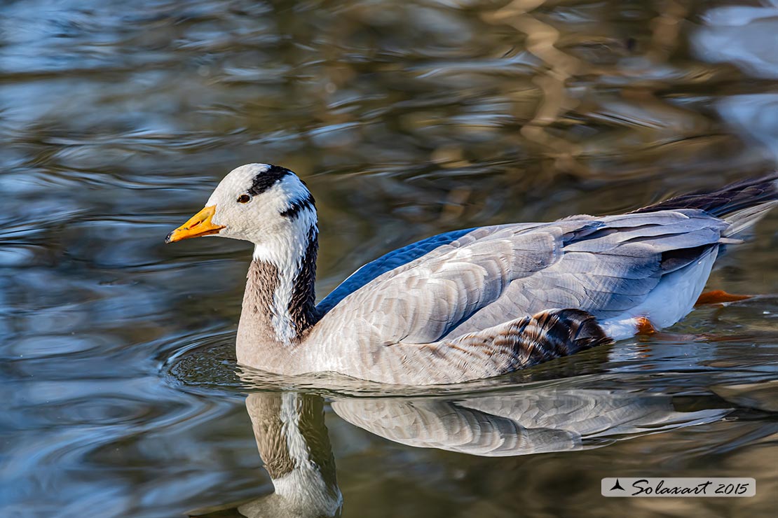 Anser indicus: Oca indiana; Bar-headed goose