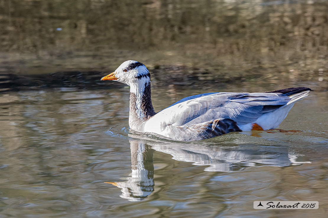 Anser indicus: Oca indiana; Bar-headed goose