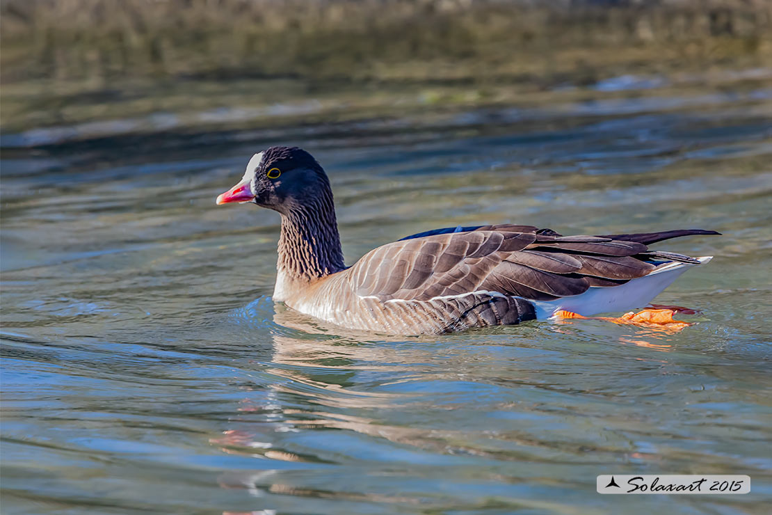 Anser erythropus - Oca lombardella minore