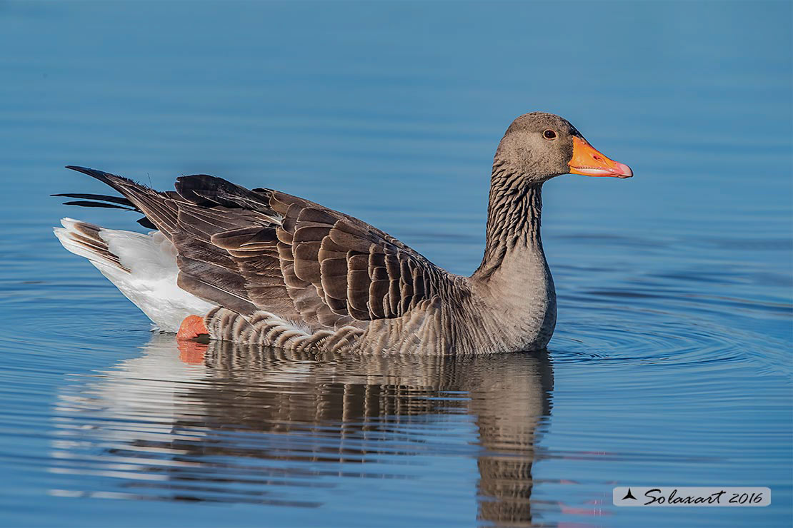 Anser anser - Oca selvatica - Greylag goose