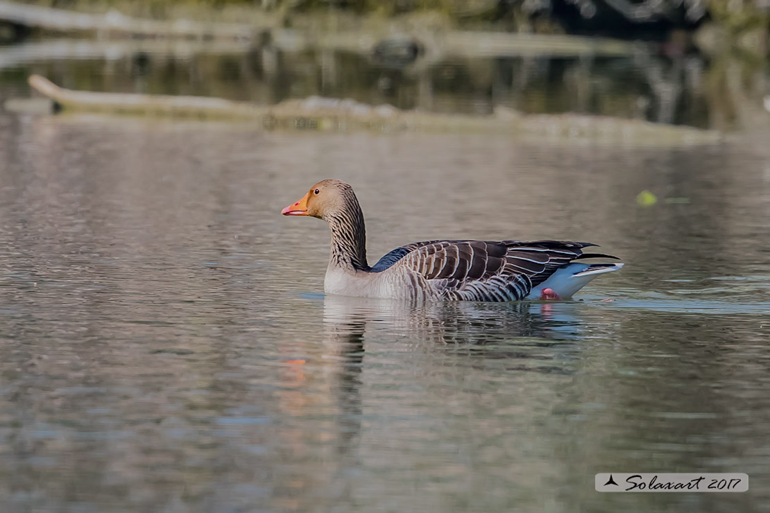 Anser anser  -  Oca selvatica  -  Greylag goose
