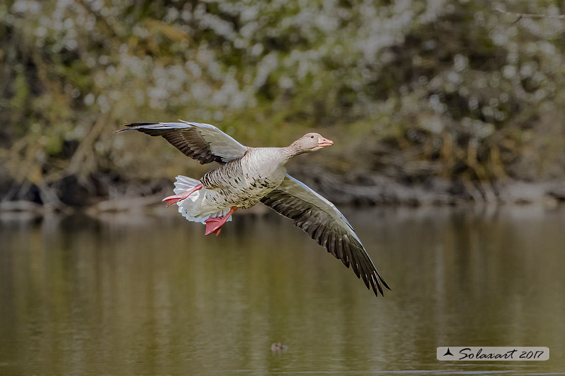 Anser anser  -  Oca selvatica  -  Greylag goose