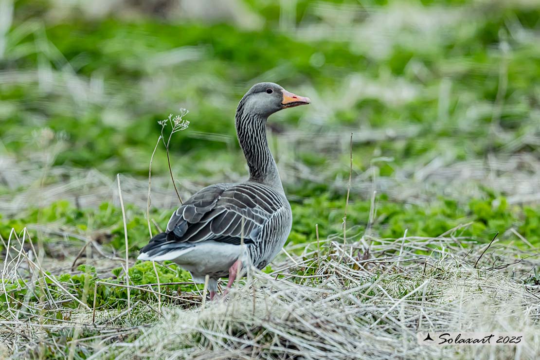 Anser anser  -  Oca selvatica  -  Greylag goose