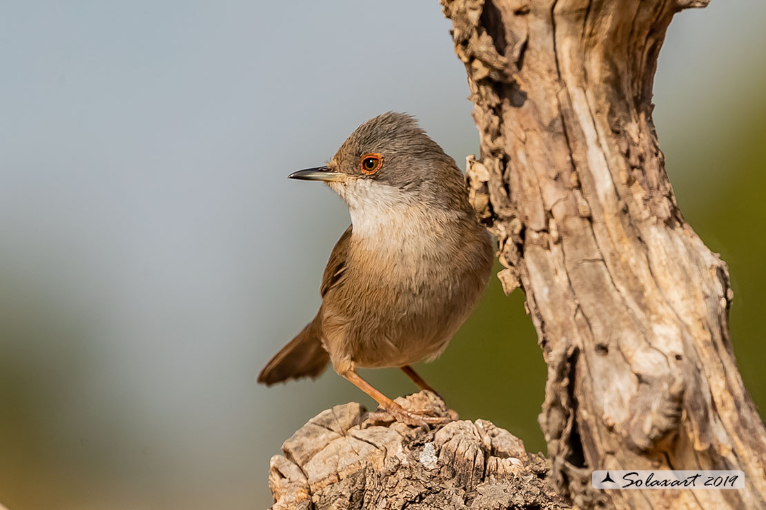 Sylvia melanocephala: Occhiocotto; Sardinian warbler
