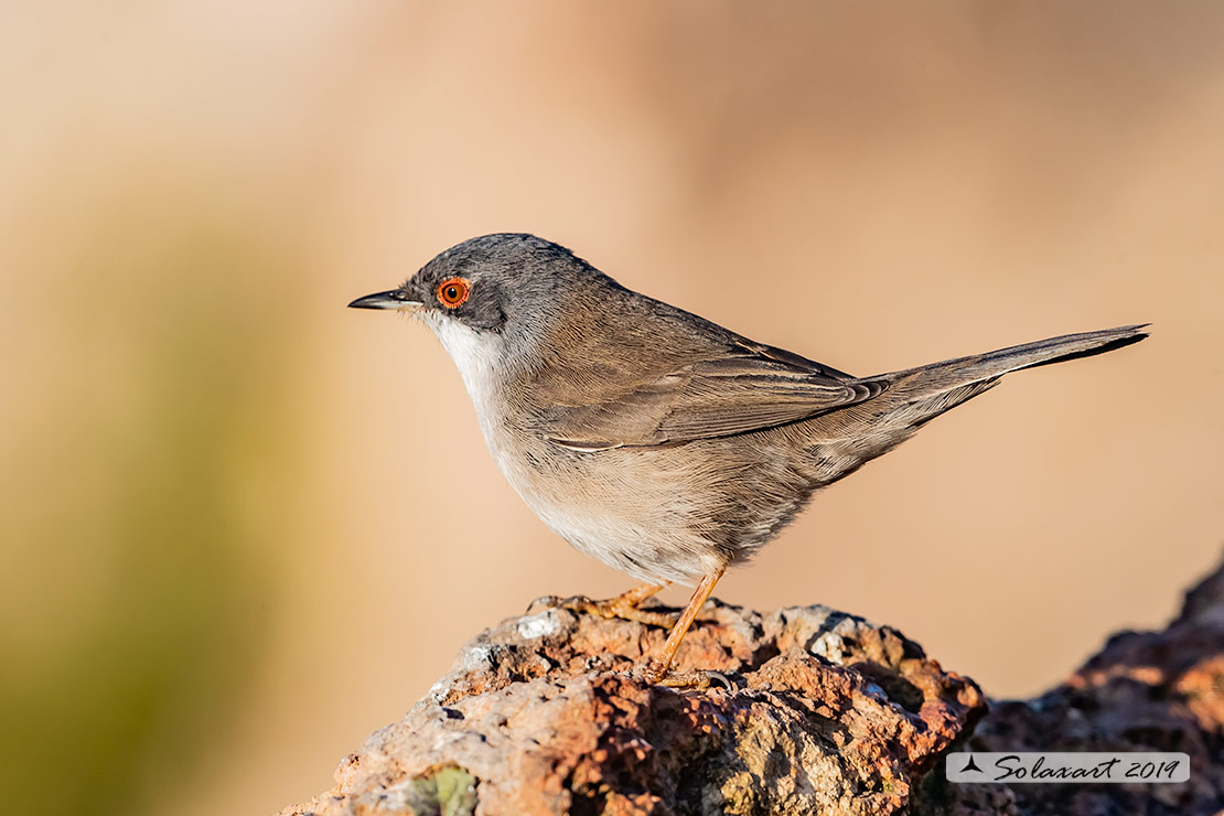 Sylvia melanocephala: Occhiocotto; Sardinian warbler