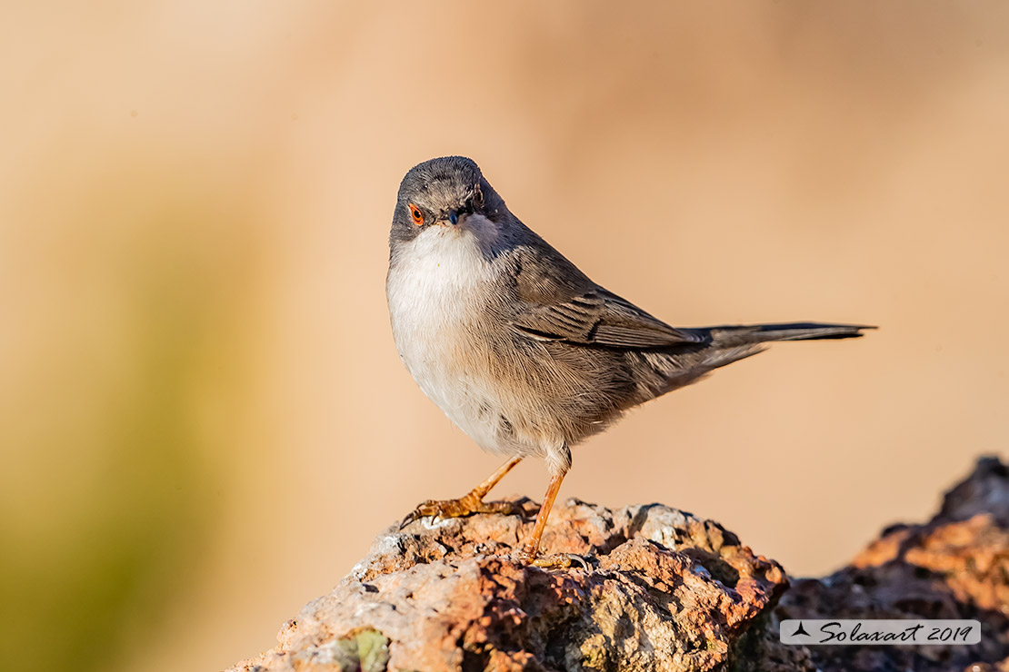 Sylvia melanocephala: Occhiocotto; Sardinian warbler