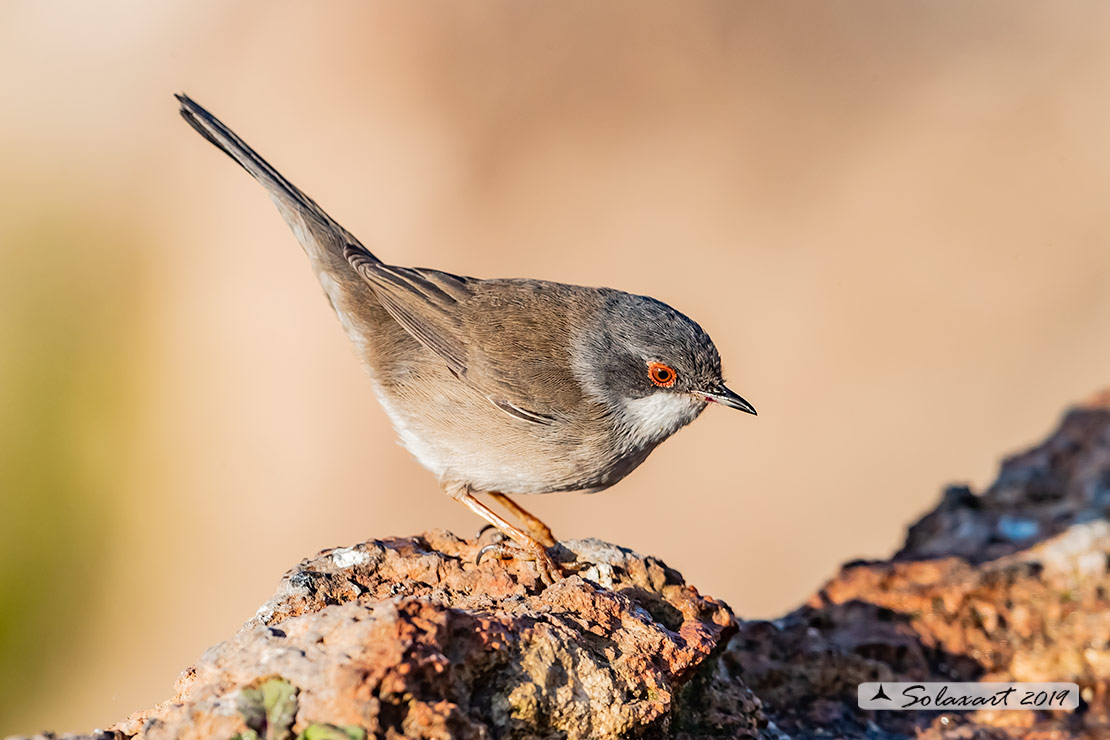 Sylvia melanocephala: Occhiocotto; Sardinian warbler
