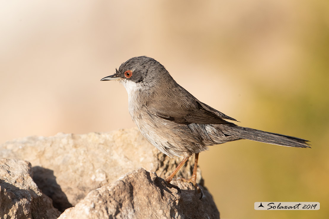 Sylvia melanocephala: Occhiocotto; Sardinian warbler