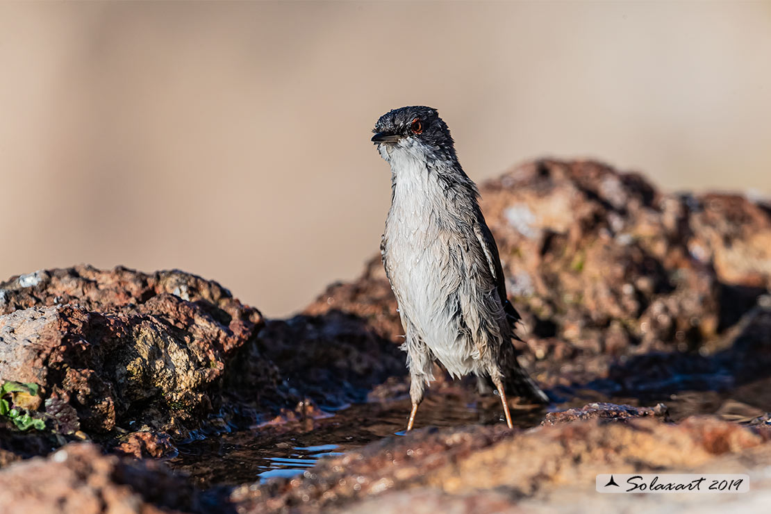 Sylvia melanocephala: Occhiocotto; Sardinian warbler