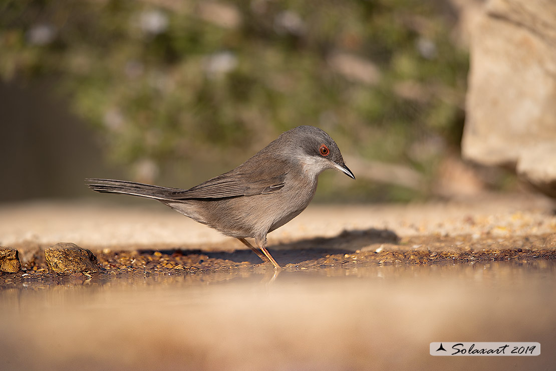 Sylvia melanocephala: Occhiocotto; Sardinian warbler