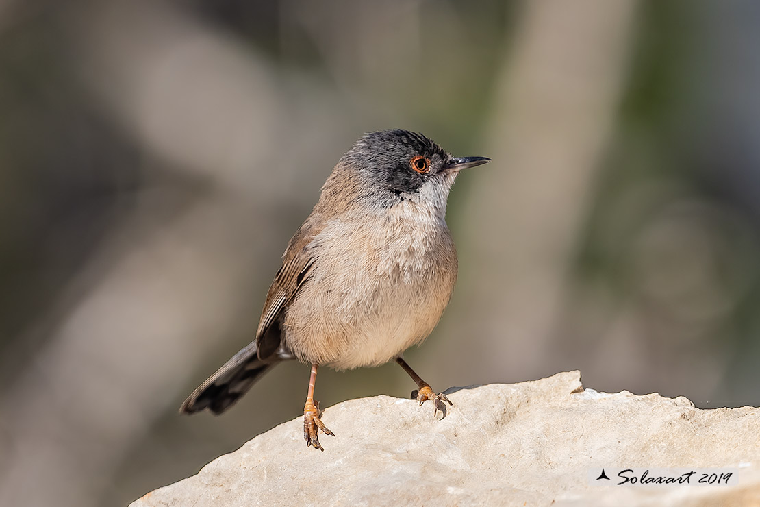 Sylvia melanocephala: Occhiocotto; Sardinian warbler