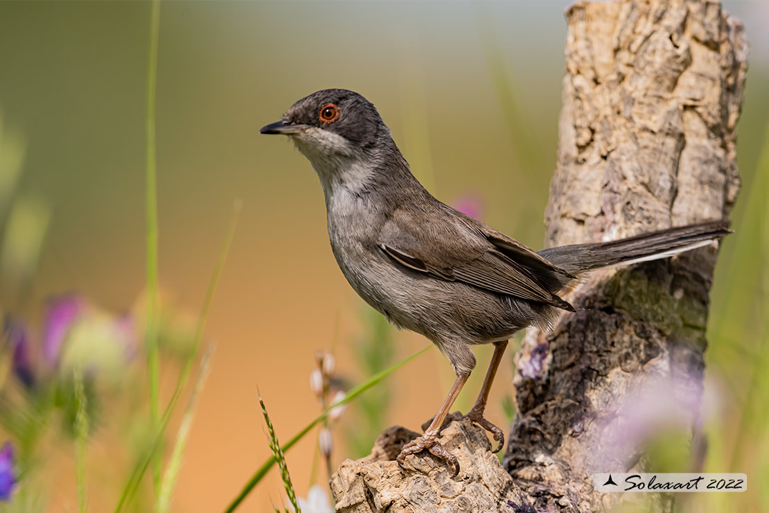 Sylvia melanocephala: Occhiocotto; Sardinian warbler