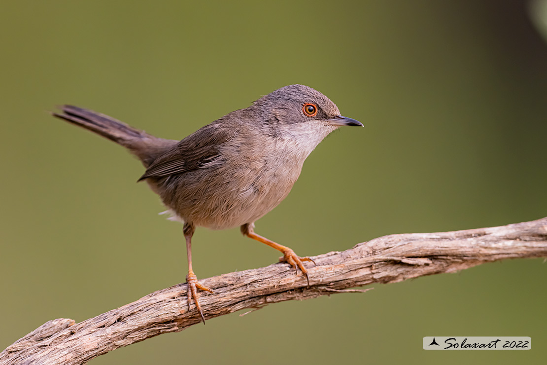 Sylvia melanocephala: Occhiocotto; Sardinian warbler